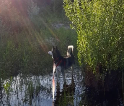 16