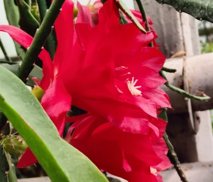 IMG20220510124238