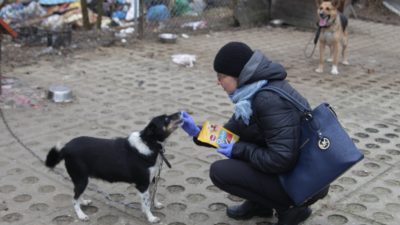 15 grudnia 2017 – Wrażliwi na los zwierząt